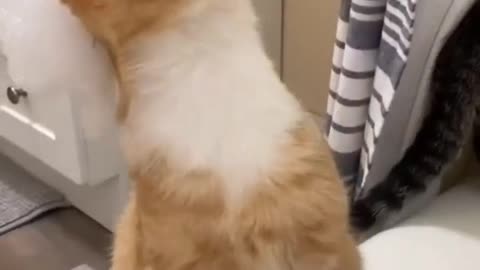 CONFUSED CAT