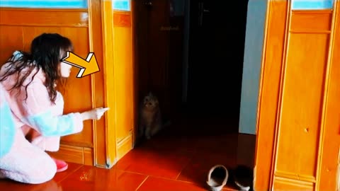 Funny cat video