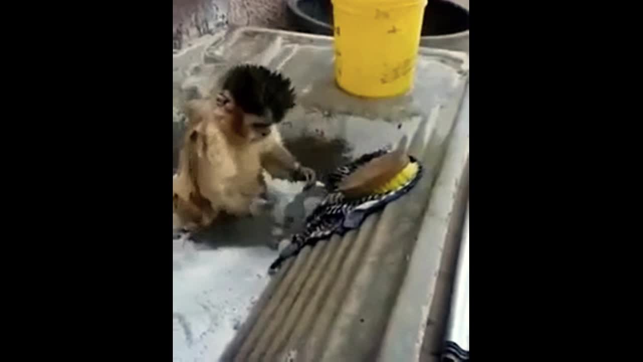 monkey help washing clothes😂😂😂