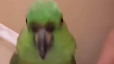 Bird angry