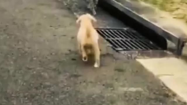 Funniest Cat And Dogs ?? Funny Animal Videos#17