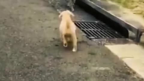Funniest Cat And Dogs ?? Funny Animal Videos#17