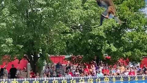 This dog can fly 🤯 [via @canine.stars]