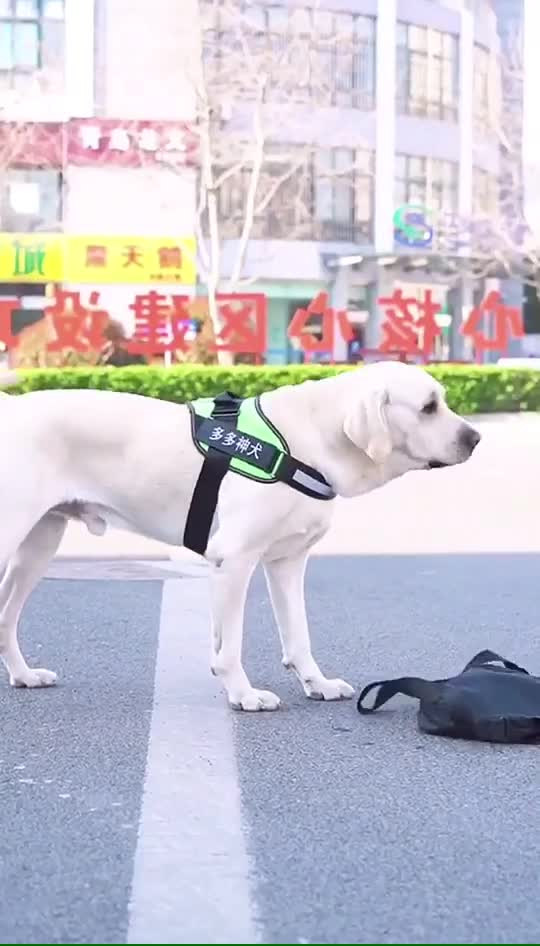 MY DOG INTRODUCE MY GIRLFRIEND TO ME.mp4