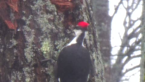 Pileated Woodpecker