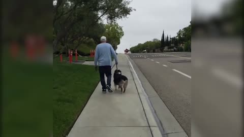 How Properly Walk A Overly Excited Dog