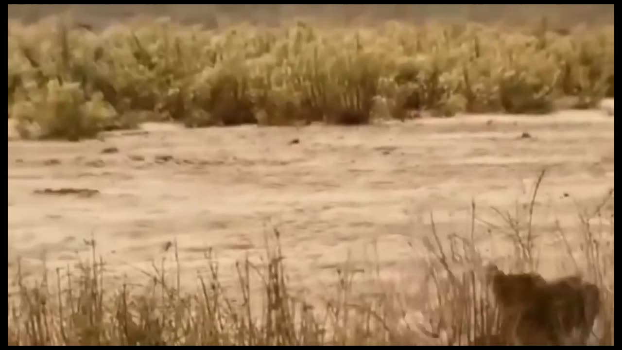 The Monkey saved a deer PART 1