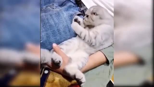 Best Funny cat Videos That Will Make You Laugh All Day Long 😂😹