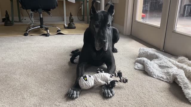 Funny Great Dane Digs Through Her Toy Box For The Perfect Toy