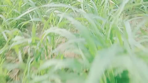 Grass video 📷 cute angel