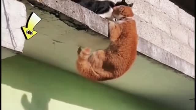 #puppycute #cutepuppy #cutecat #fyp The Best cats of 2022