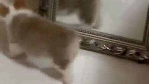 Funniest and Adorable Cat and Dog