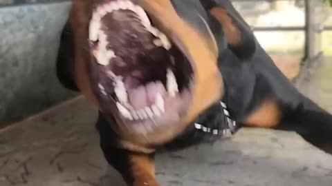 Angry Rottweiler sound #viral #dog #rottweiler #ytshorts #trending