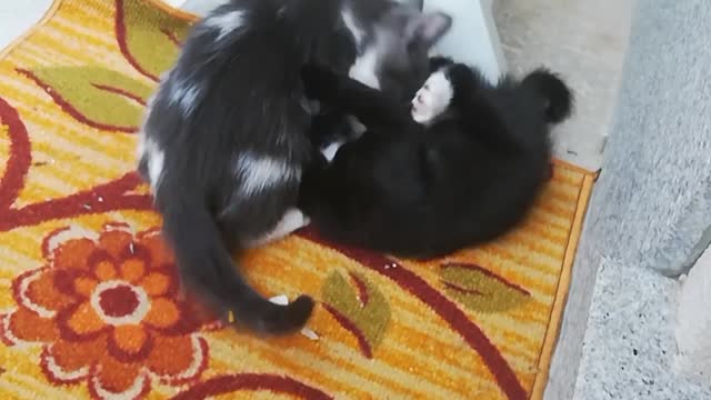 Fight Between Cats