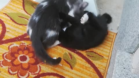 Fight Between Cats