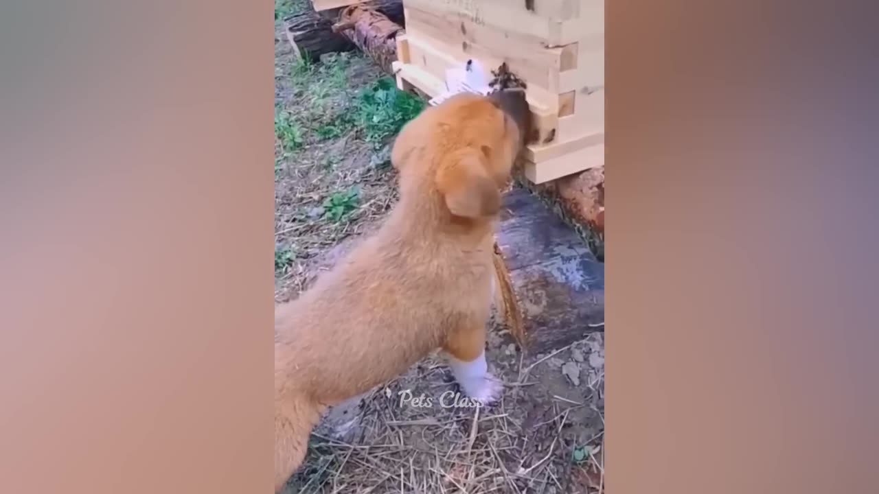 Cuts and dogs can be funny atimes