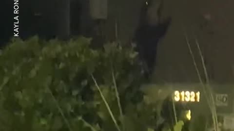 Gator tests climbing skills, caught trying to scale side of home