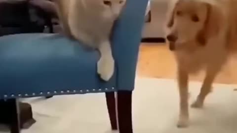 Animal: Funny things dogs and cats do