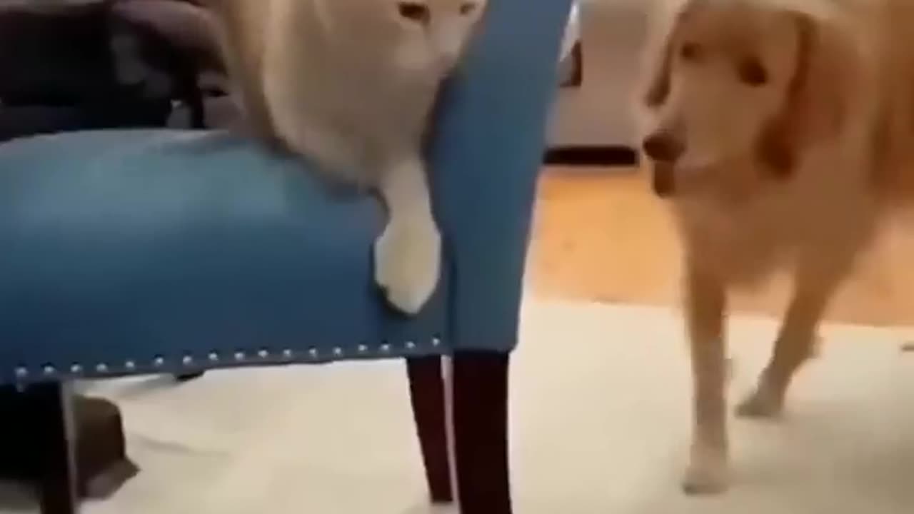 Animal: Funny things dogs and cats do