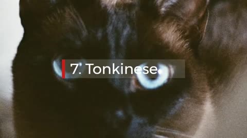 10 Cat Breeds That Love to Cuddle_ Discover Feline Companions Who Crave Affection _ Pets World