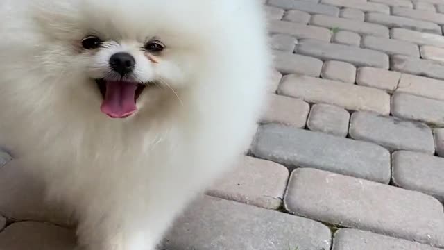 Cute dog running video