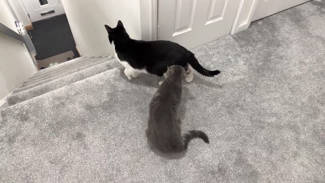 9 razões pelas quais você pode culpar os gatos pela recessão