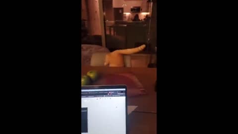 động vật funny phần 31