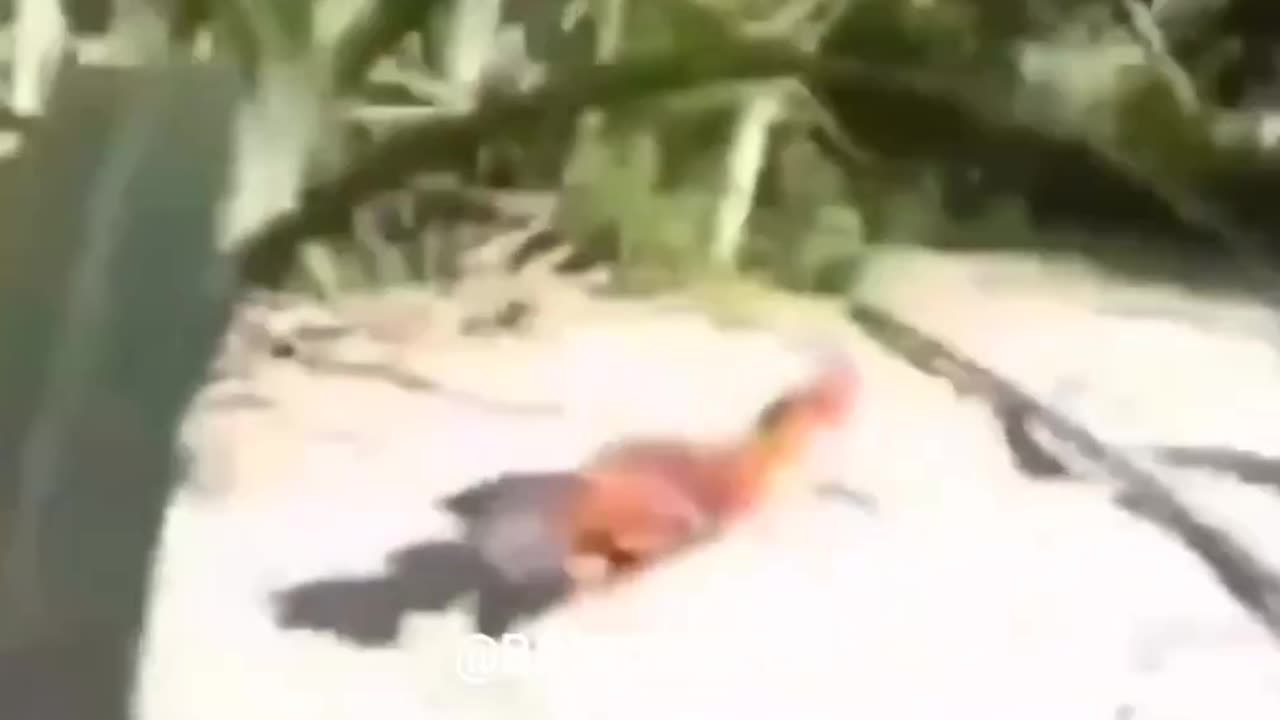 Funny animal video