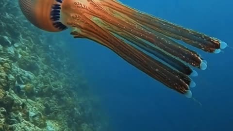 A beautiful Jellyfish' movement is in sync with music 🎶