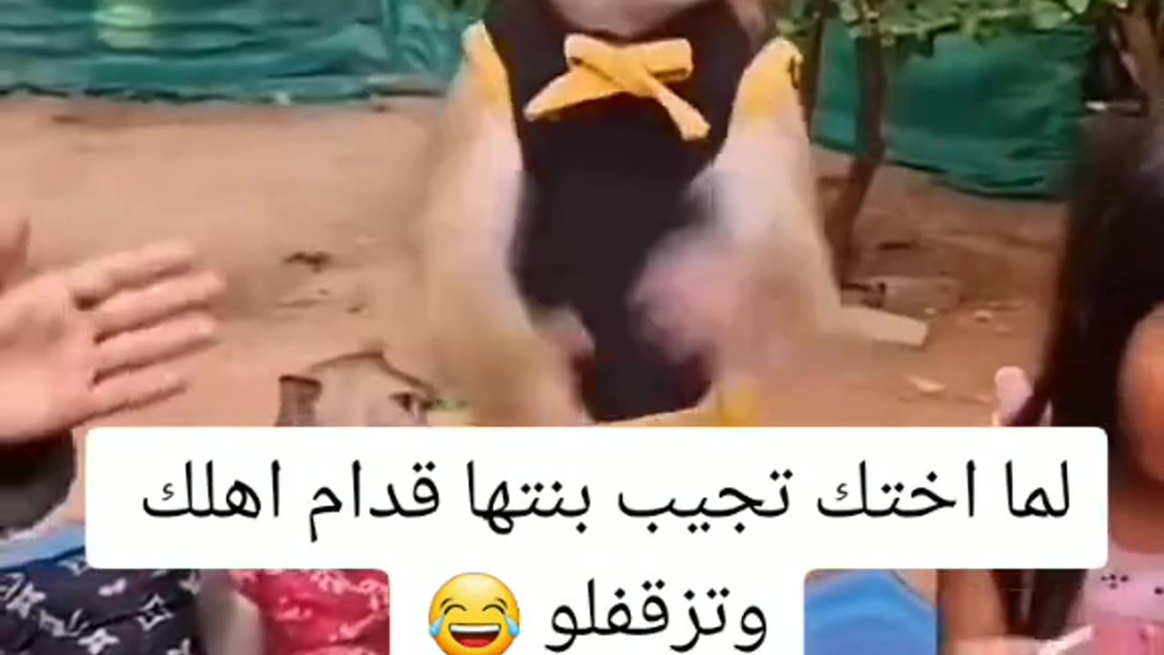 Monkey dance video