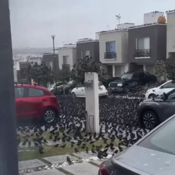 Planet X Bird Brain Activity Returns