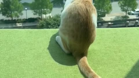 the cat also heard the neighbors arguing 🐱