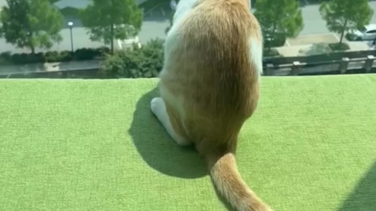 the cat also heard the neighbors arguing 🐱