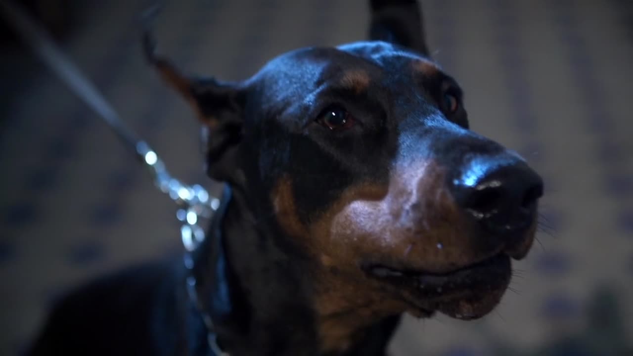 Doberman stressed with his day to day life