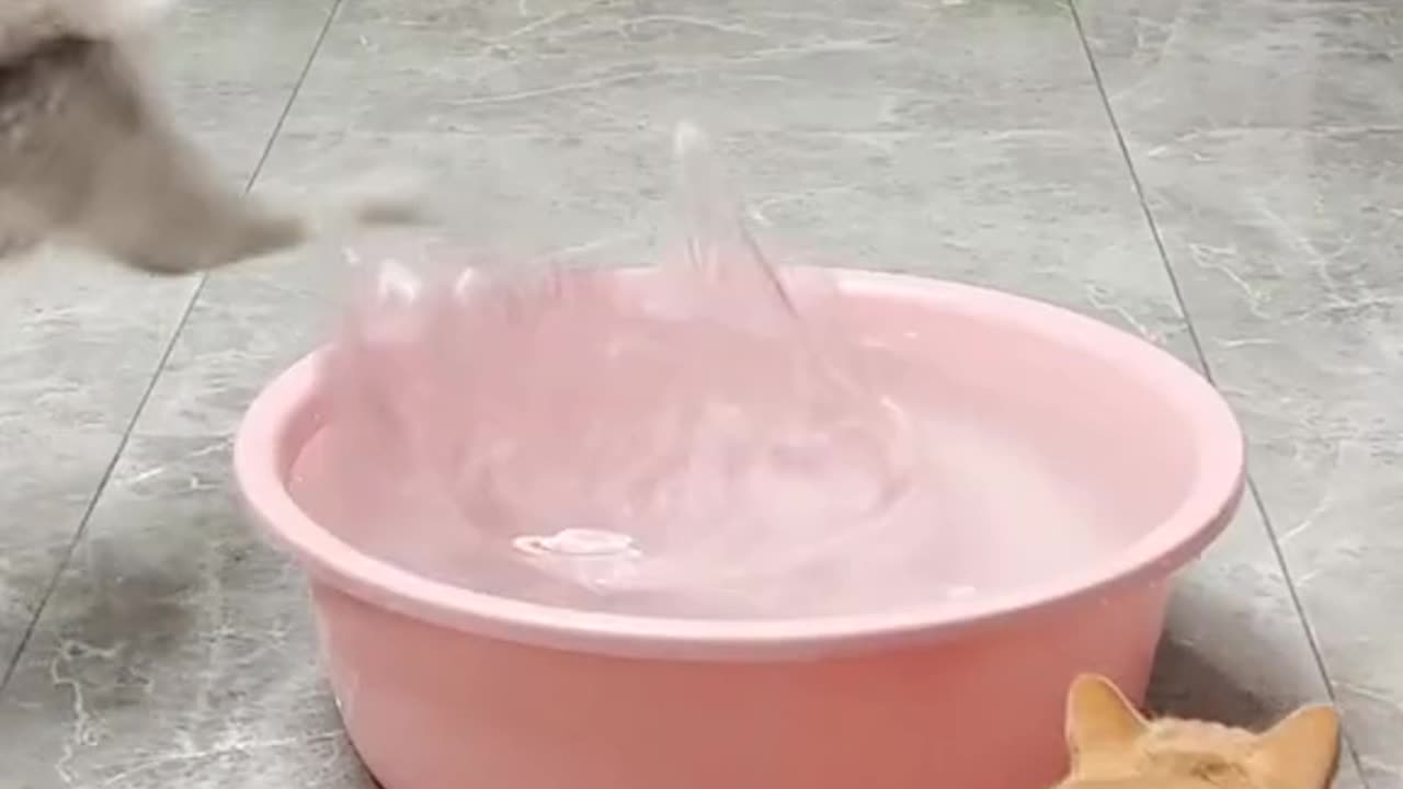 Funny cats 🙀 video part 2