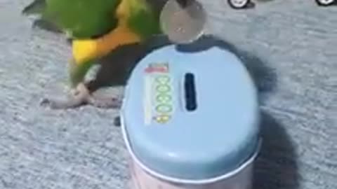 What a clever parrot!