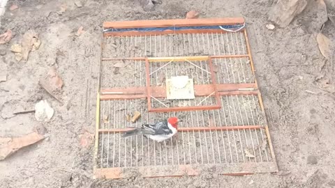 BIRD TRAP BRAZILIAN AND PEGANDO GALO CAMPINA
