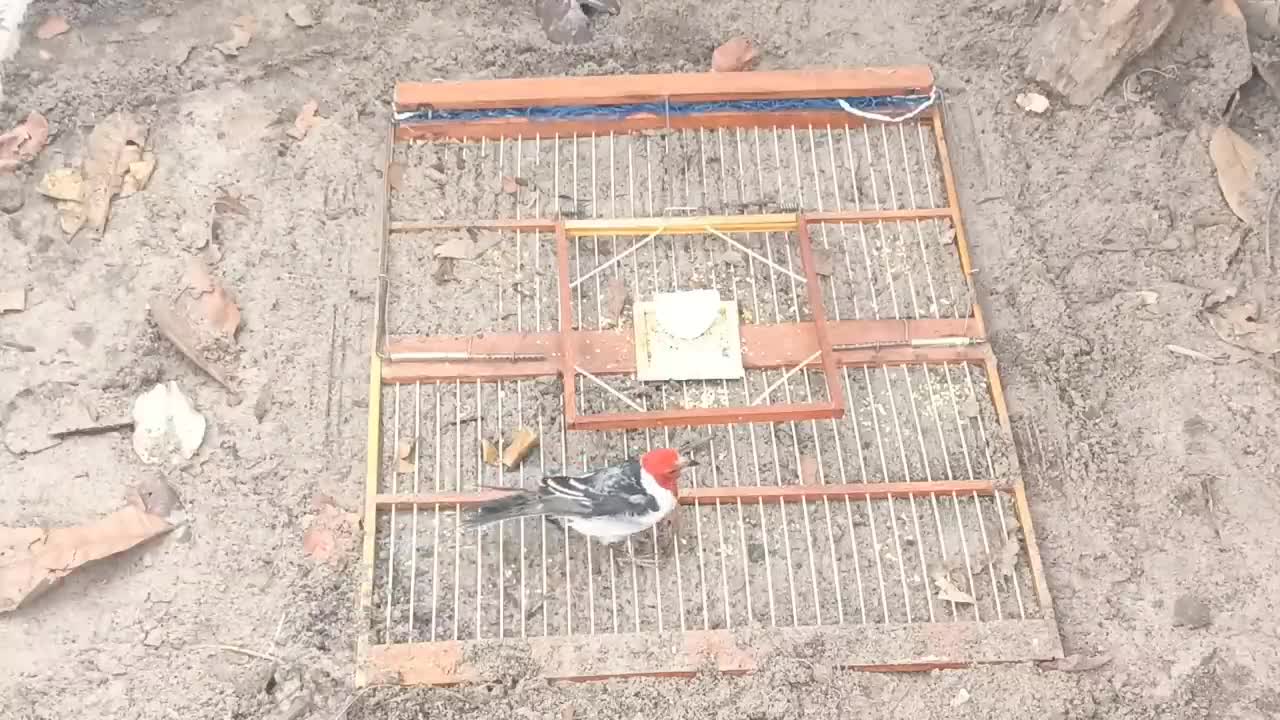 BIRD TRAP BRAZILIAN AND PEGANDO GALO CAMPINA