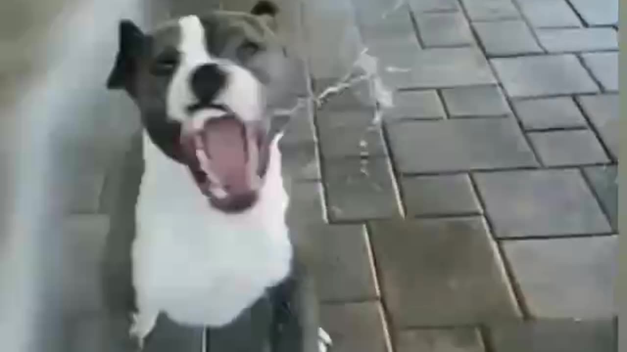 Animal funny dogs video