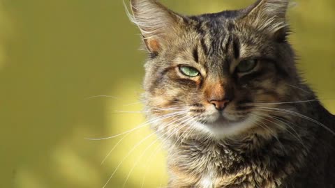 Vidéo cat