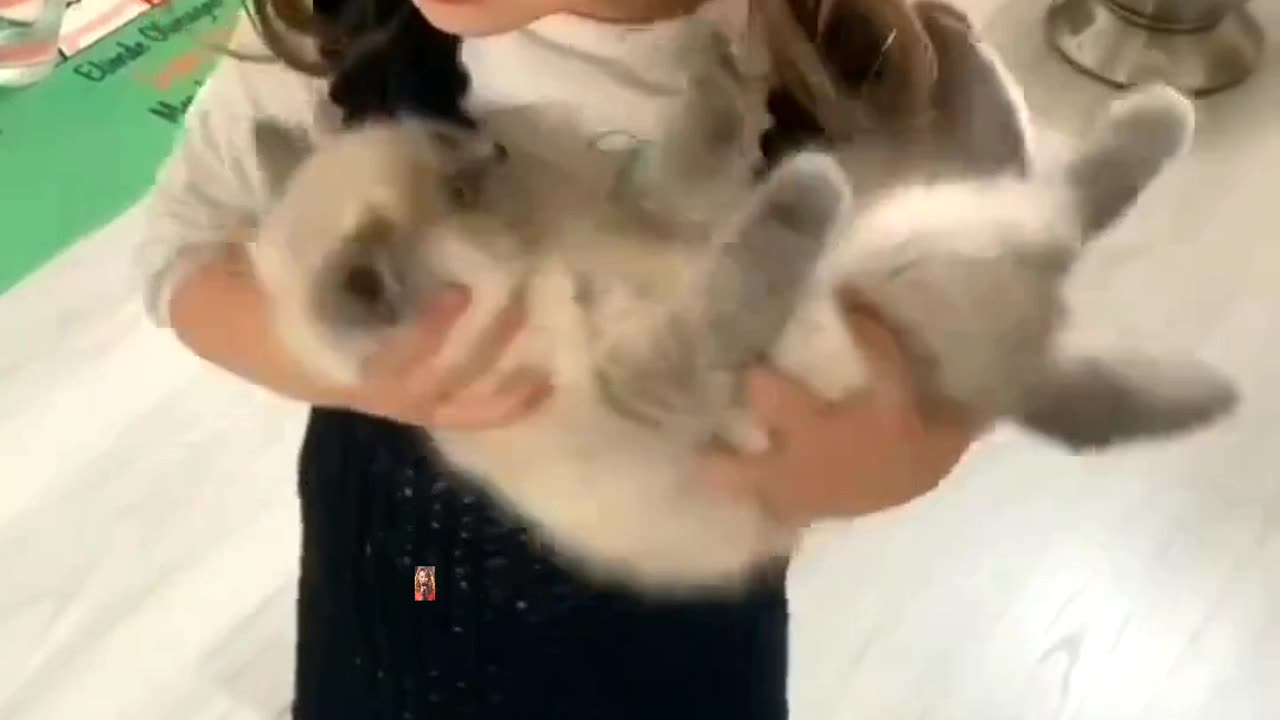 Adorable cat