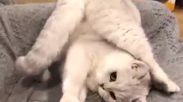 There is a lot of cuteness here🐱🐱