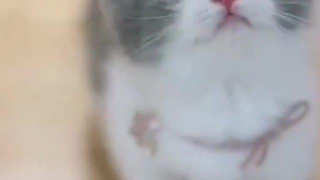 cute cat video