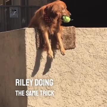 Beautiful clips dogs