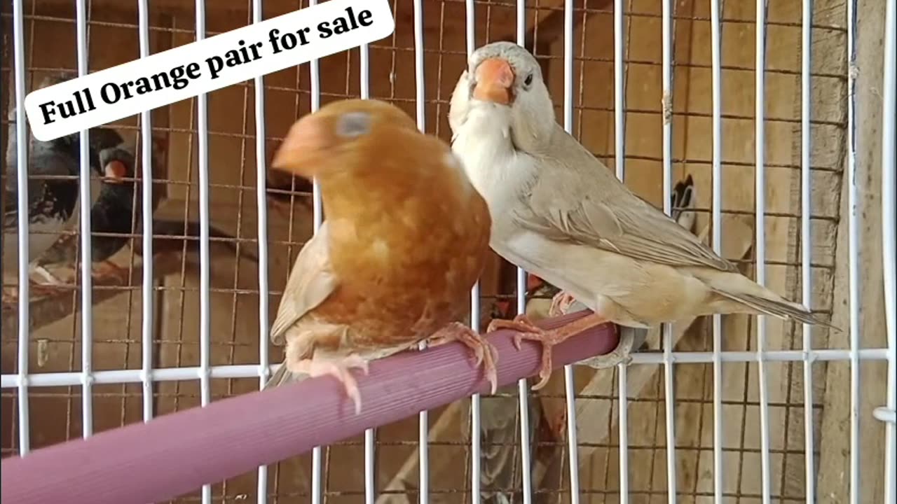 Beautiful imported finches pair ❤️