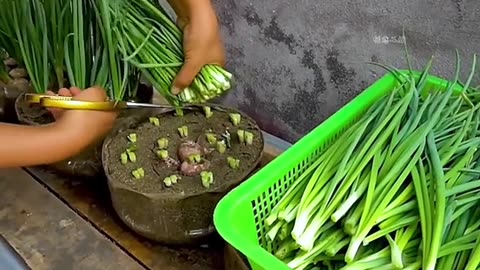 Easy way to plant onion