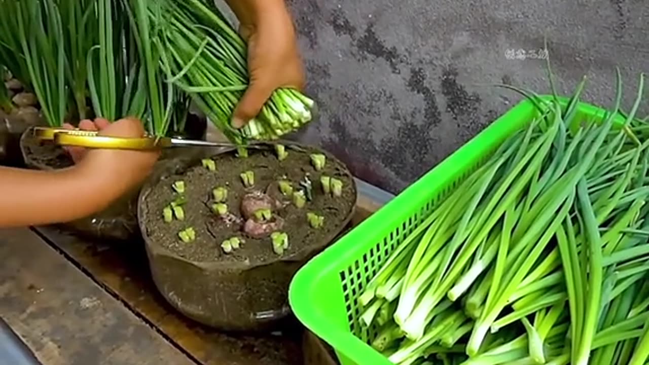 Easy way to plant onion