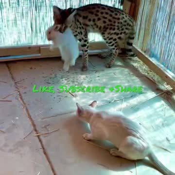 Bunny Live Feeding, Cute Cat Kills Rabbit #cute #rabbit #bunny #cat #kitten #bengal #love