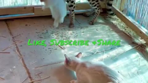 Bunny Live Feeding, Cute Cat Kills Rabbit #cute #rabbit #bunny #cat #kitten #bengal #love