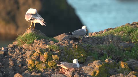 Beautiful Animal Video Footage